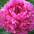 Пион видовой Rubra Plena Пион видовой Rubra Plena