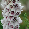 Наперстянка Далматин Вайт