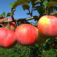 Яблоня колоновидная Телеймон