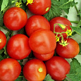 Томат Москвич