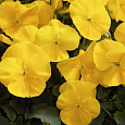 Виола крупноцветковая Колоссус Пьюр Голден Еллоу