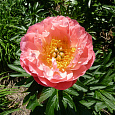 Пион травянистый Пинк Гавайан Корал Пион травянистый Пинк Гавайан Корал