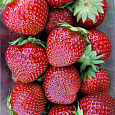 Земляника садовая Кристин
