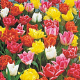 Тюльпан попугайный "Весенний фейерверк" смесь окрасок
