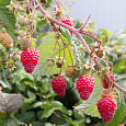 Малина ремонтантная Поклон Казакову Малина ремонтантная Поклон Казакову