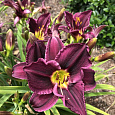 Лилейник гибридный Грэйп Велвет Лилейник гибридный Грэйп Велвет