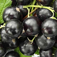 Смородина черная Катюша