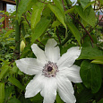 Клематис крупноцветковый Мать Урсула Ледуховска