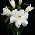 Лилия ОТ-гибрид Уайт Айз