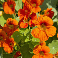 Настурция большая Оранжевый блик