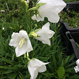 Колокольчик (Кампанула) персиколистный Takion White