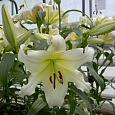 Лилия ОТ-гибрид Рексона