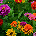 Цинния Циннита Микс