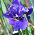 Ирис сибирский Regency Buck
