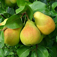 Груша плодовая Осенняя Яковлева