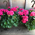Пеларгония зональная Горизонт Роуз