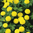 Хризантема девичья Голден бол