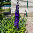Дельфиниум культурный Черный рыцарь