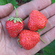 Земляника садовая Кристина Земляника садовая Кристина