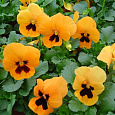 Виола крупноцветковая Селло Дип Оранж виз Блотч