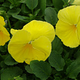 Виола крупноцветковая Колоссус Пьюр Голден Еллоу