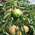 Груша плодовая Аленушка