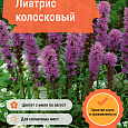 Лиатрис колосковый Лиатрис колосковый