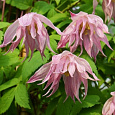 Клематис (Ломонос) гибридный Pink Swing