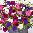 Петуния грандифлора Саксесс 360° Микс
