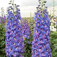 Дельфиниум (живокость) культурный Двуцветные звезды F2