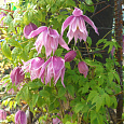 Клематис (Ломонос) гибридный Pink Dream