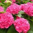 Гортензия крупнолистовая Мася