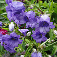Колокольчик (Кампанула) крапиволистный Bernice