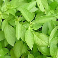 Базилик  Лимонный Аромат