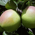 Яблоня Синап Орловский