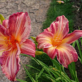 Лилейник гибридный Пинк Страйпс Лилейник гибридный Пинк Страйпс