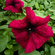 Петуния грандифлора Лимбо Джи Пи Бургунди
