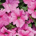 Петуния ампельная F1 Даймонд Роуз Вейн
