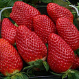 Земляника садовая Камароза Земляника садовая Камароза